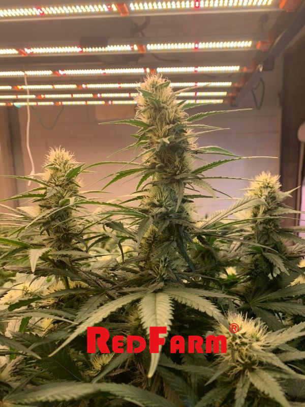 СИД инфракрасн 900W 1000W УЛЬТРАФИОЛЕТОВОЕ растет светлое IP65 для сельского хозяйства Aeroponics 5